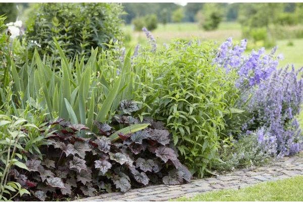 Creëer een Levendige Border met Struiken en Vaste Planten in Jouw Tuin