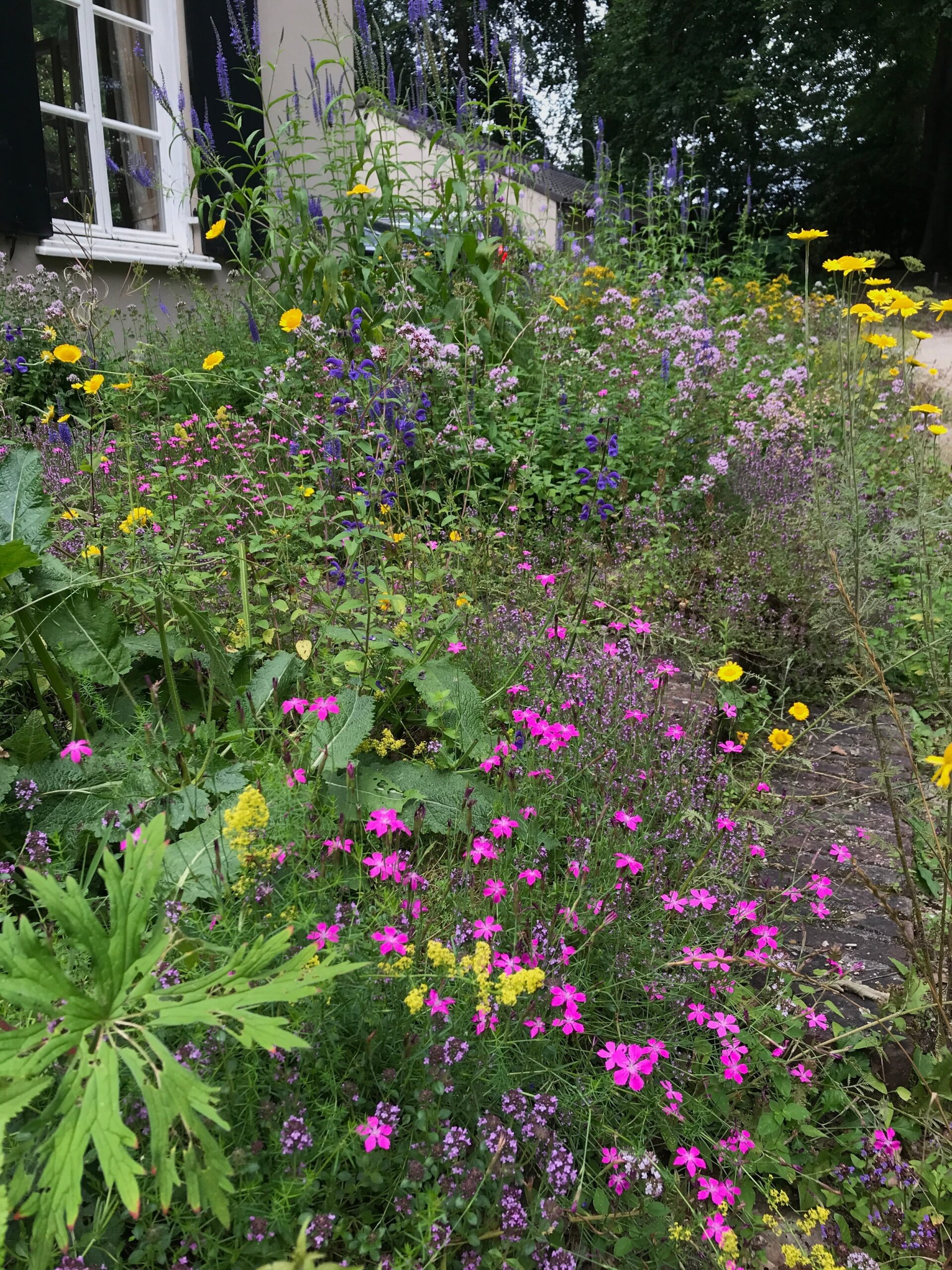 inheemse planten tuin