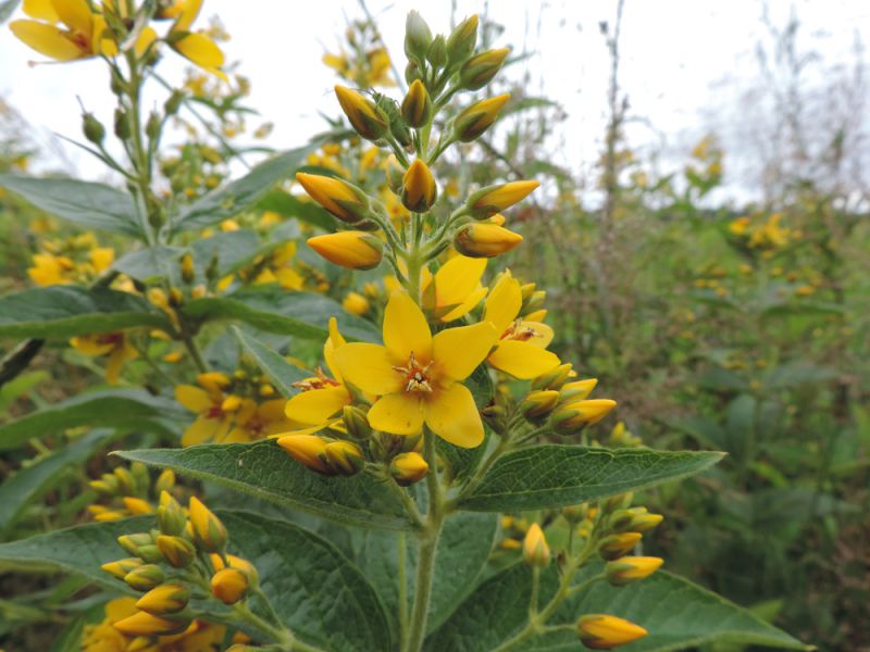 Pracht en Duurzaamheid: De Magie van Inheemse Tuinplanten