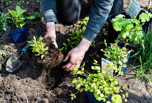 Ontdek de Pracht van Intratuin Buitenplanten voor Jouw Tuin