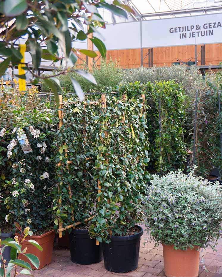 Bestel Prachtige Planten bij Intratuin