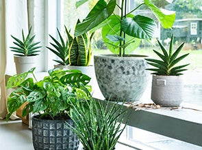 Bestel Prachtige Planten Gemakkelijk bij Intratuin