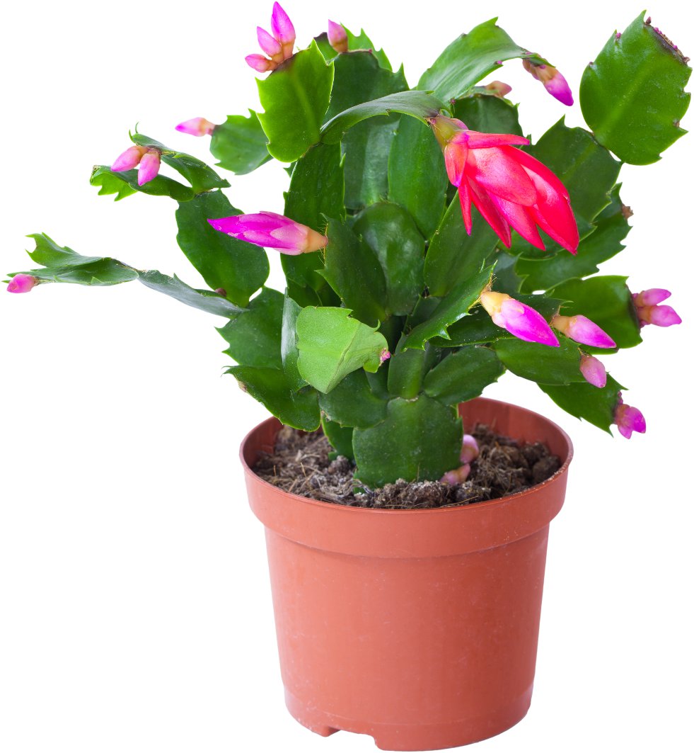 mislukte planten kopen