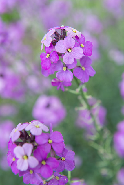 paars bloeiende planten