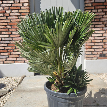 palm plant buiten winterhard
