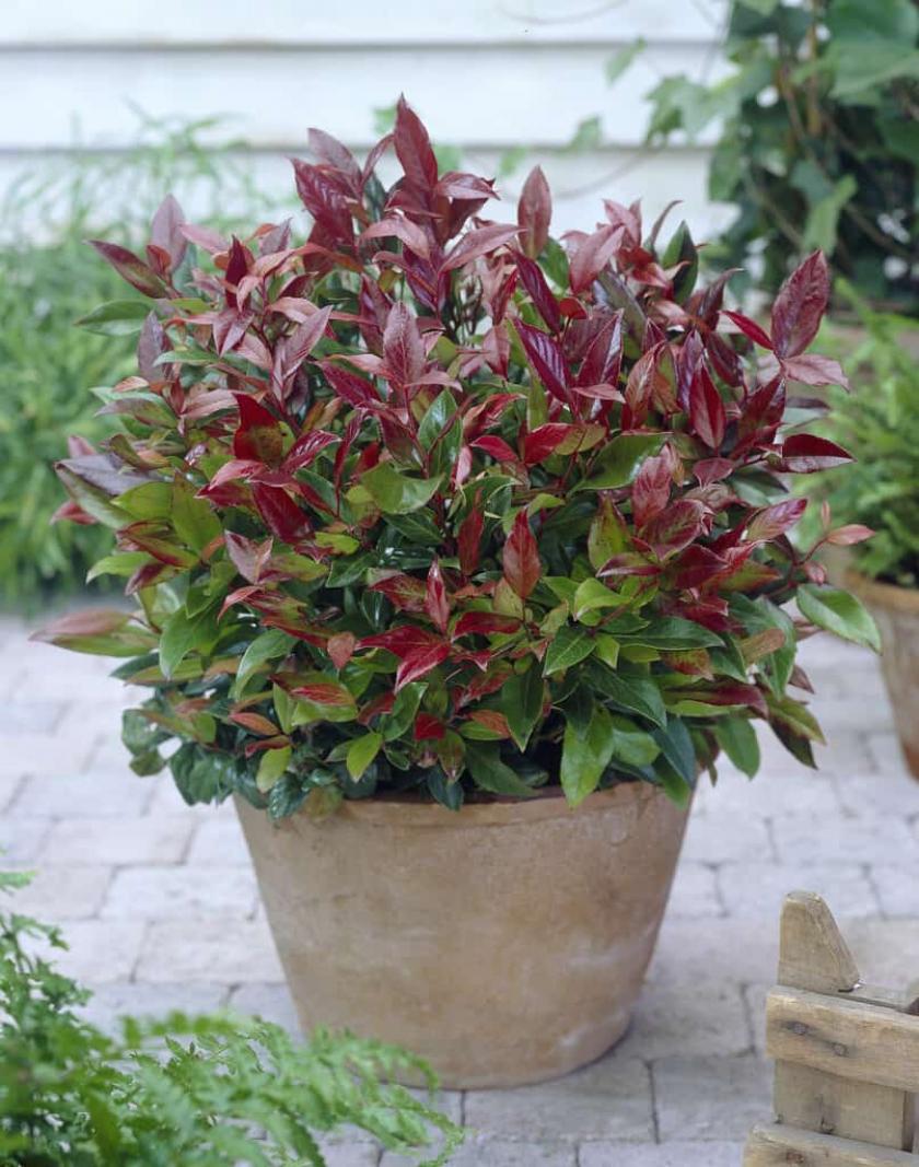 plant in pot buiten winterhard