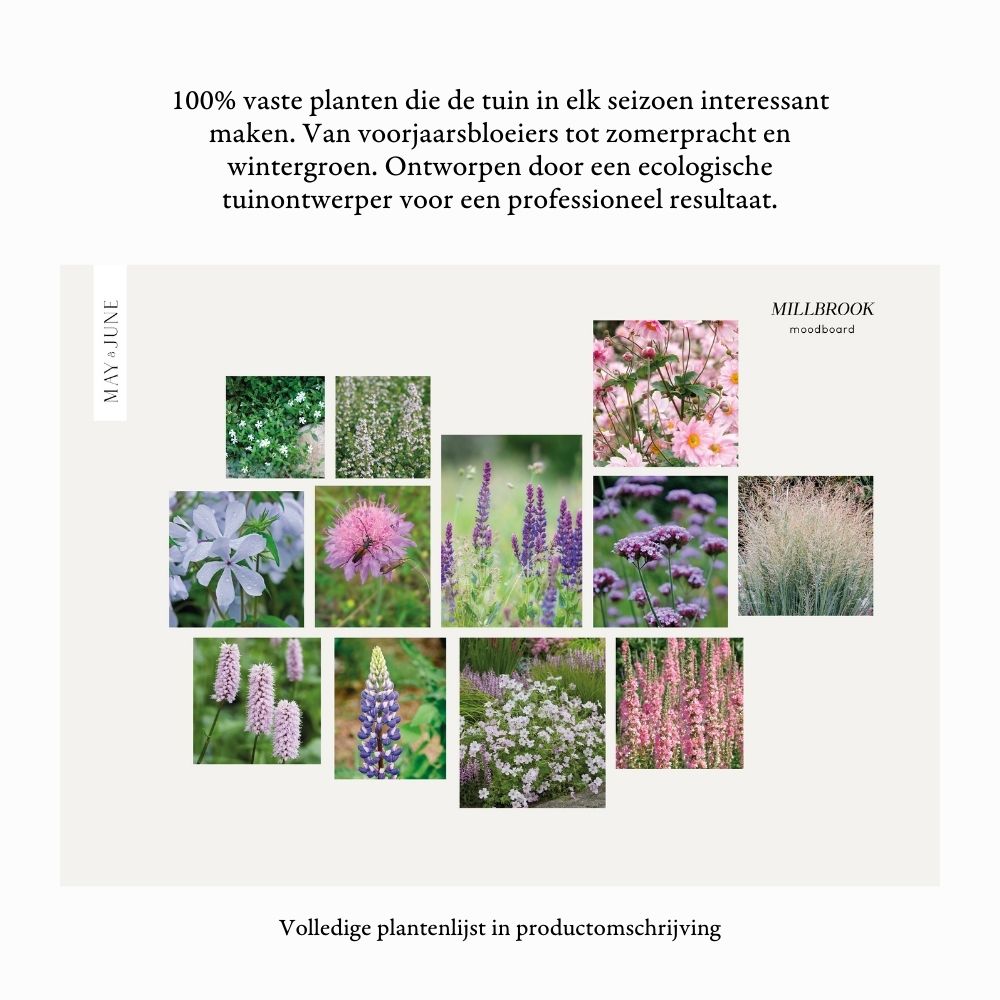 Prachtige Planten voor de Halfschaduw Border: Een Groene Oase in de Schaduw