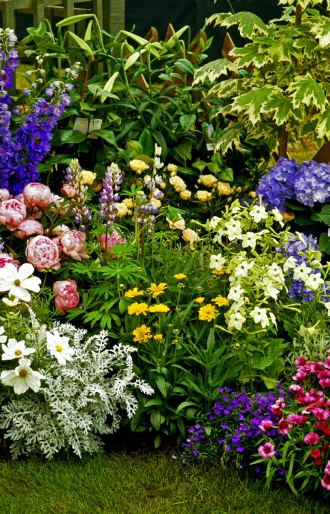 tuinplant online kopen