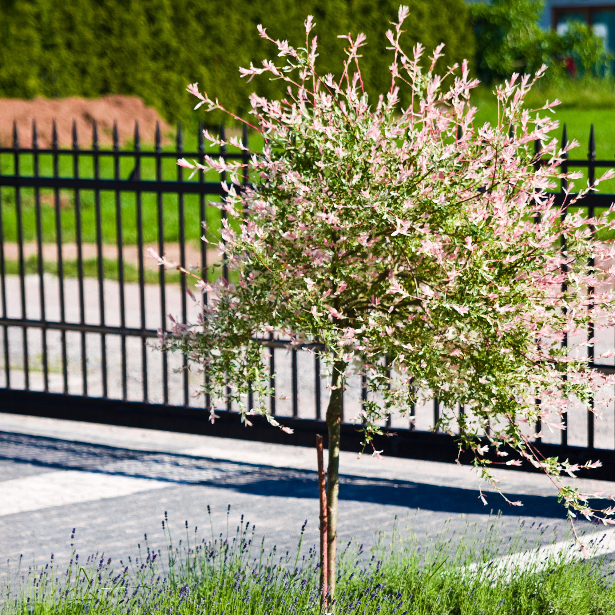 tuinplant op stam winterhard