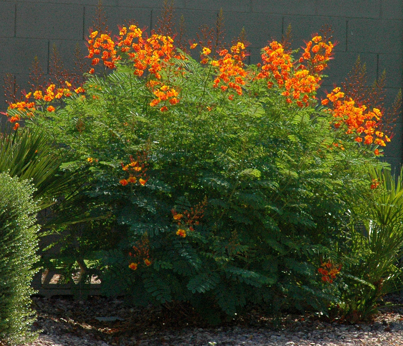 tuinplant oranje bloemen
