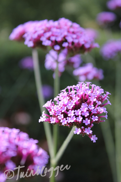 Prachtige Tuinplanten Met Paarse Bloemetjes: Een Kleurrijk Spektakel in uw Tuin