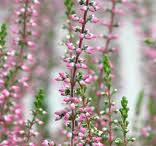 tuinplant roze bloemen