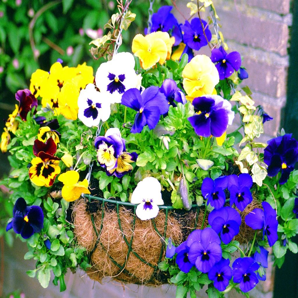 Bestel Prachtige Eenjarige Planten Online voor Jouw Tuin