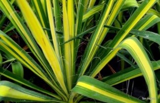 Exotische Planten: Winterharde Schoonheden voor Belgische Tuinen