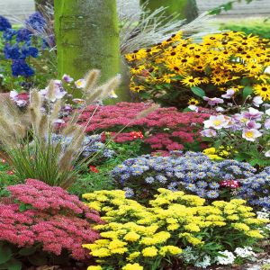 Voordelig Groen: Goedkope Tuinplanten Kopen