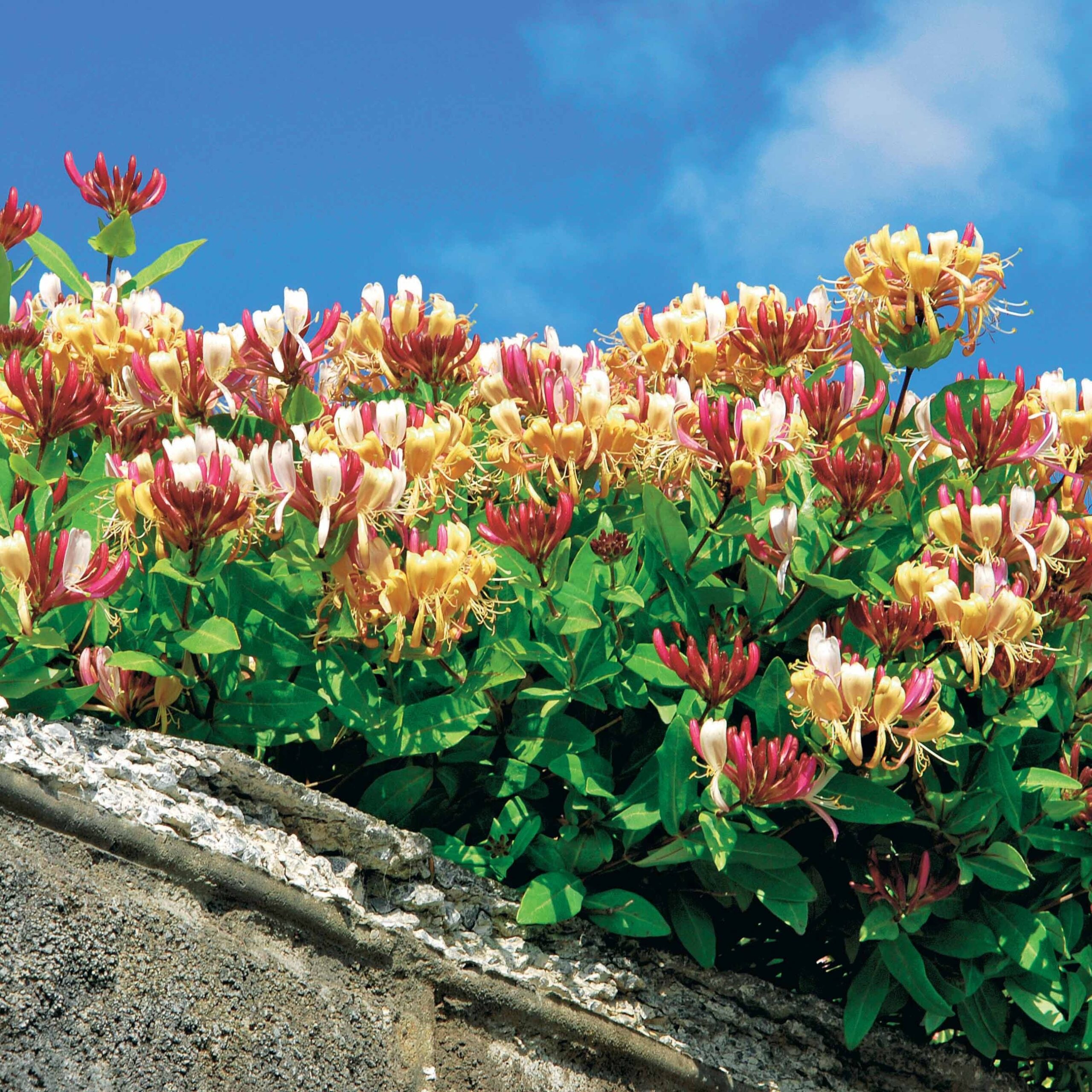 Winterharde hangende tuinplanten: Groenblijvende schoonheid voor elk seizoen