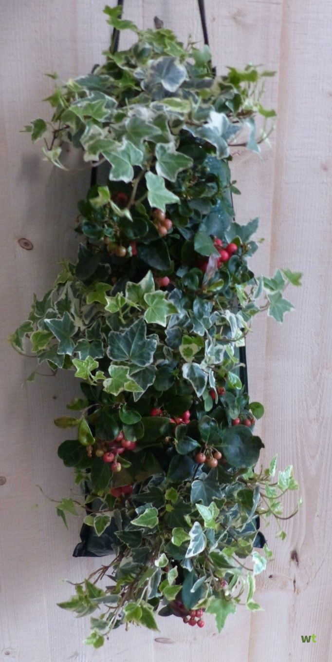 Creëer een Groene Oase: Hangzak Planten Buiten voor Een Levendige Buitenruimte