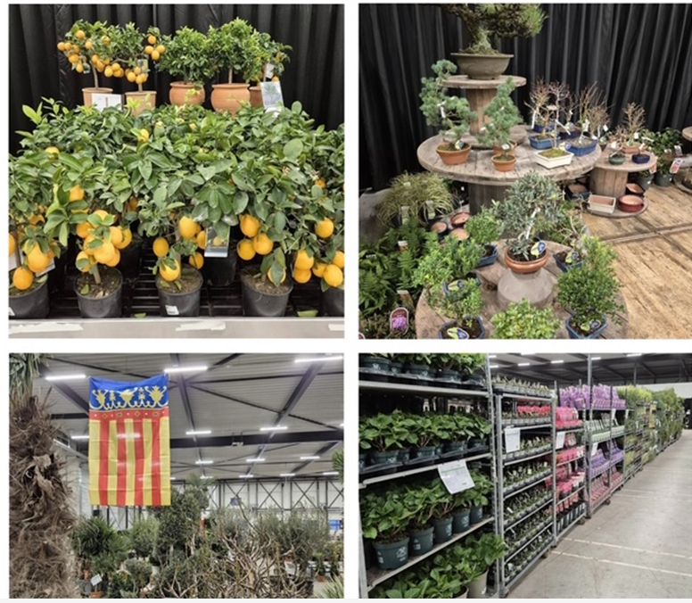 intratuin buitenplanten