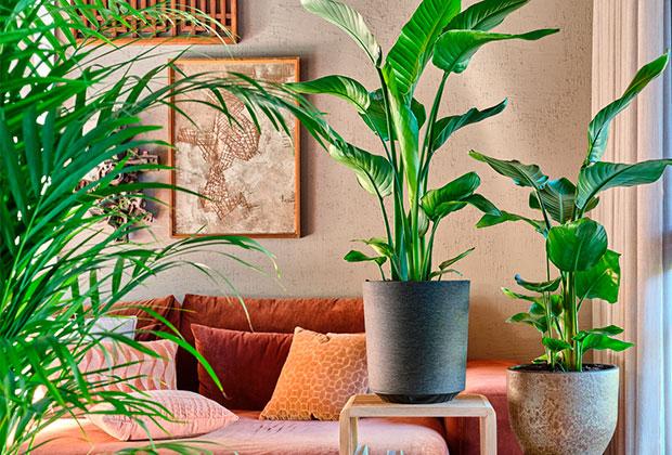 Bestel Prachtige Planten Gemakkelijk Online bij Intratuin