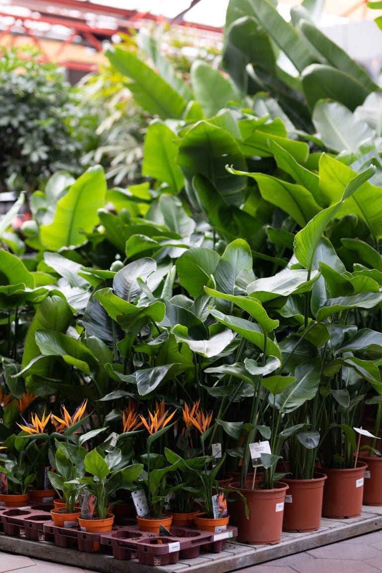 Bestel Prachtige Planten bij Intratuin voor Groene Vreugde