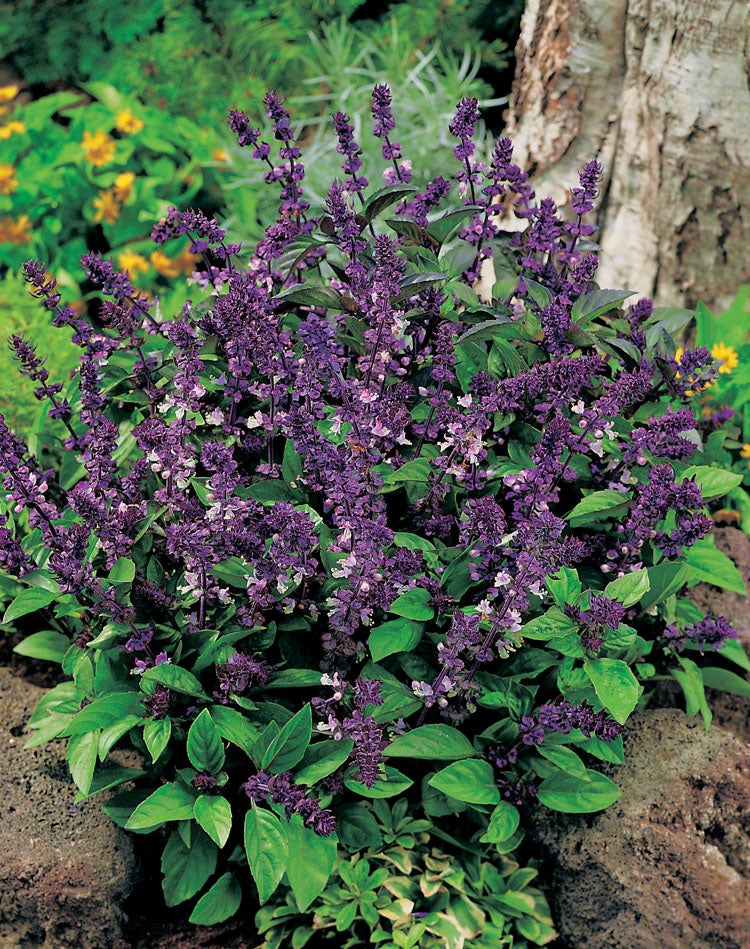 Bestel Prachtige Planten Online bij Intratuin