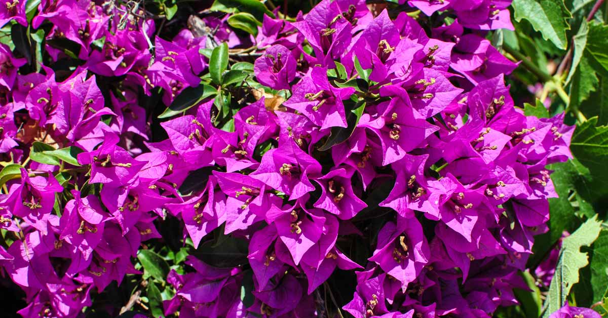 mediterrane bloemen en planten