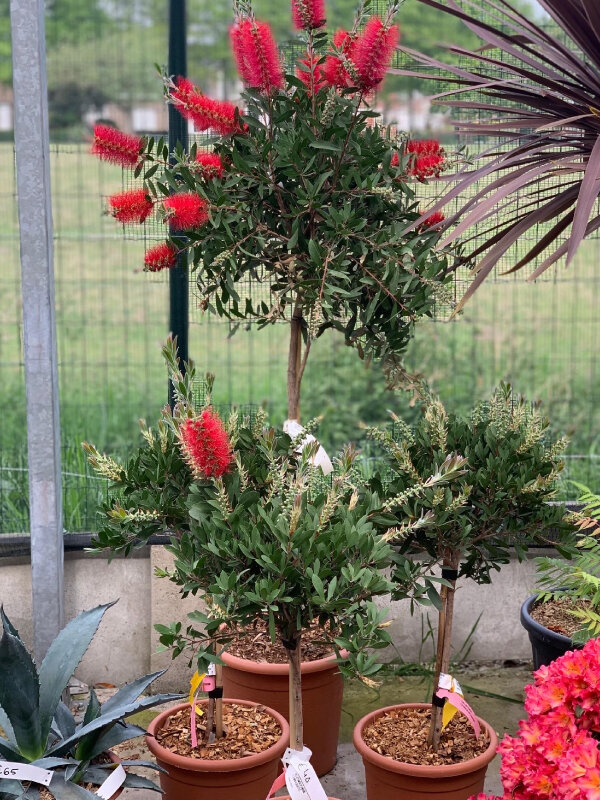 Creëer een Mediterraans Paradijs op Jouw Balkon met Prachtige Mediterrane Planten