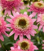 Betoverende Schoonheid van de Pink Kisses Vaste Plant