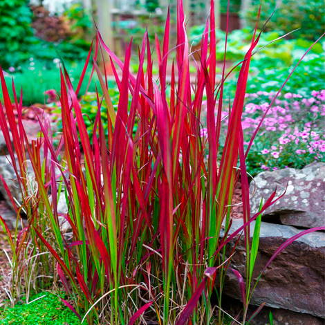 populaire tuinplant met grote bolvormige bloemen