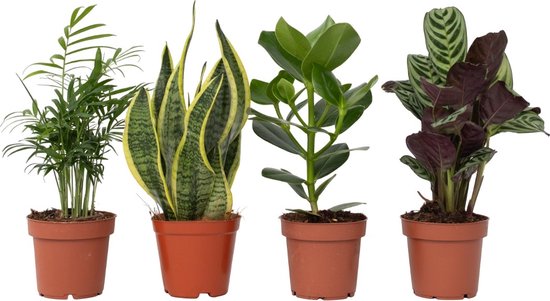 De Magie van de Perfecte Combinatie: Pot en Plant