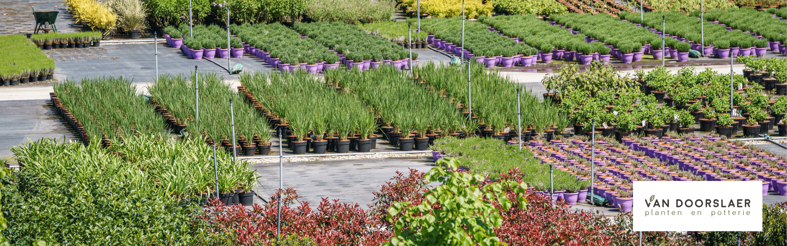 potters tuinplanten