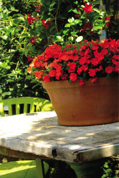 Groen Genot op het Schaduwrijke Balkon: Ontdek de Perfecte Plantencombinaties!