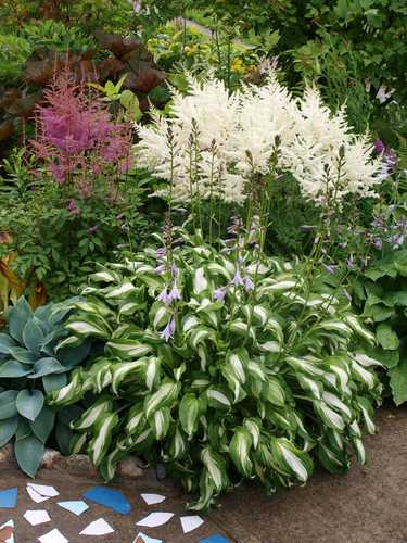 Groen Gedijt: Schaduw- en Halfschaduwplanten in de Spotlight