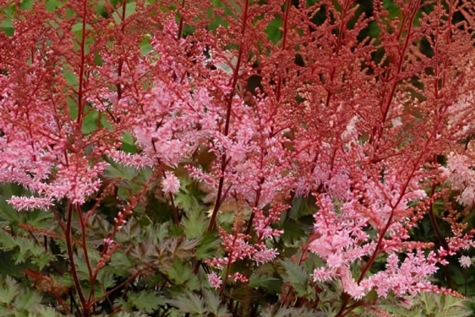 Prachtige Tuinplant met Rode Pluimen: Een Kleurrijk Juweel voor uw Tuin