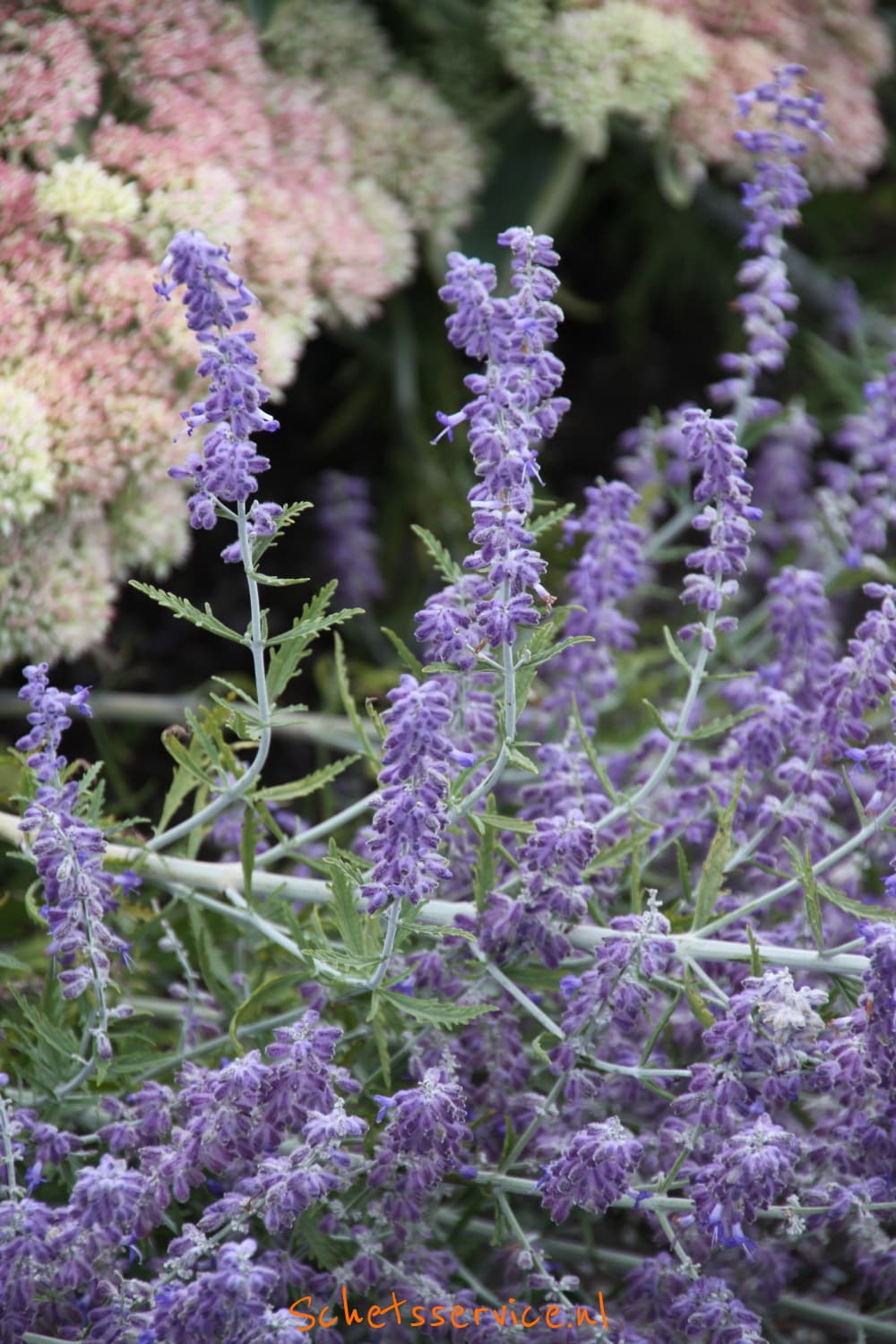 Prachtige Tuinplanten Met Paarse Bloemetjes: Een Kleurrijke Toevoeging Aan Uw Tuin