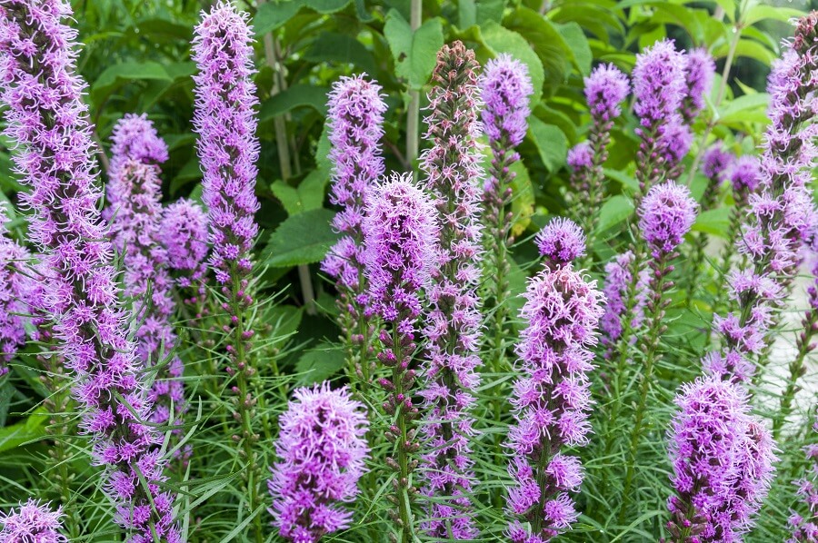 Pracht en Praal: De Betoverende Tuinplant Paarse Pluim