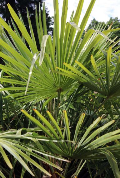 Prachtige Tuinplanten: Ontdek de Elegante Wereld van Palmbomen