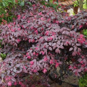 Prachtige Tuinplanten met Rode Bladeren: Een Kleurrijke Toevoeging aan uw Buitenruimte