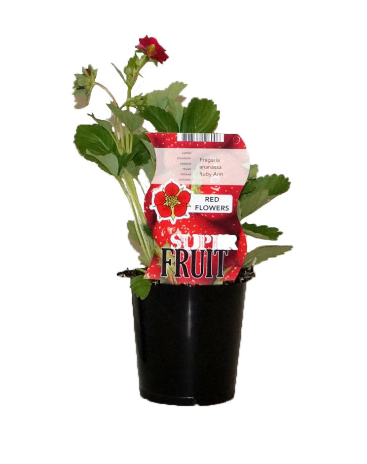 Prachtige Tuinplanten met Rode Bloemen: Een Kleurrijke Toevoeging aan uw Tuin