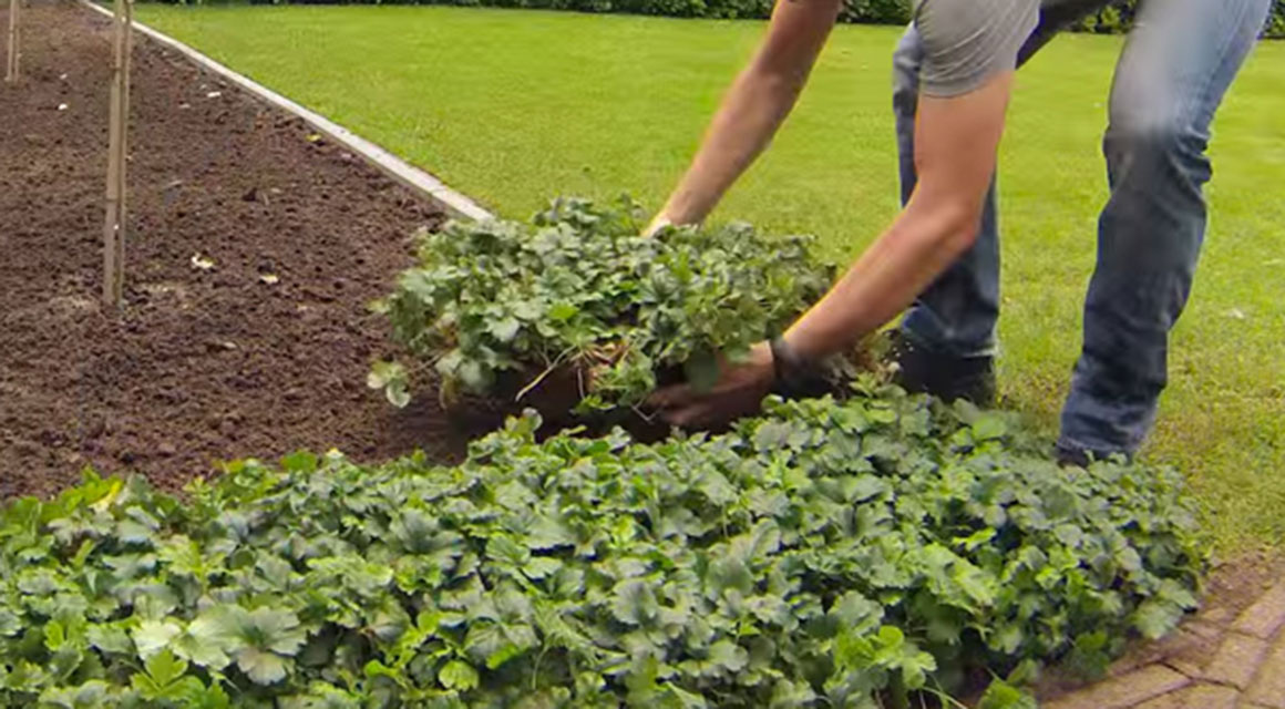 Pracht en Duurzaamheid: Vaste Groene Planten Voor Een Groene Tuin