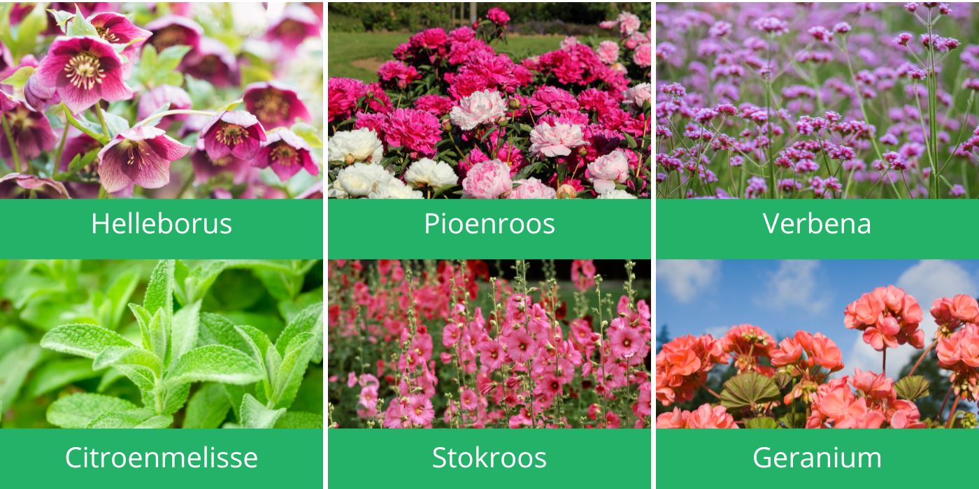 Prachtige Vaste Groene Tuinplanten: Een Tijdloze Toevoeging aan uw Buitenruimte