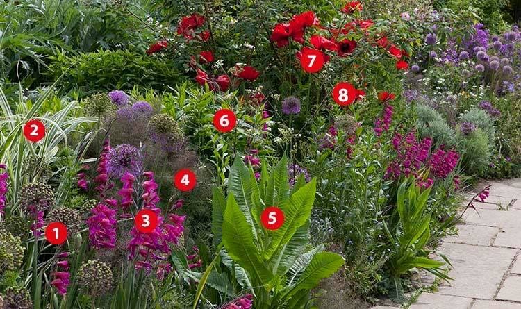 vaste kleurrijke planten