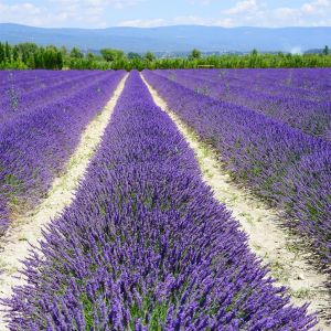 vaste paarse tuinplanten