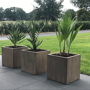 zuiderse planten buiten