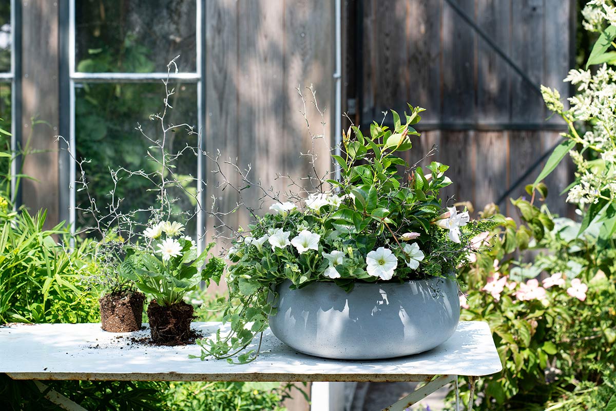 Winterharde bloembak planten: kleurrijk groen in de wintermaanden