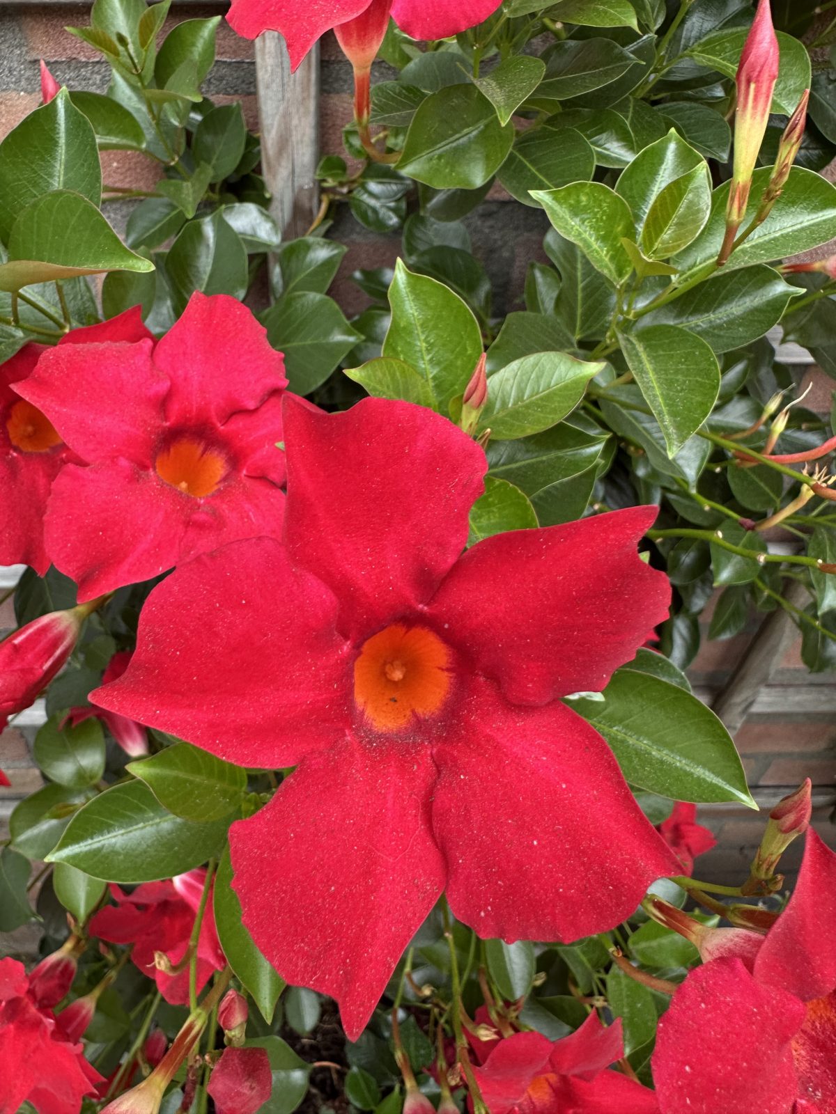 dipladenia vaste plant