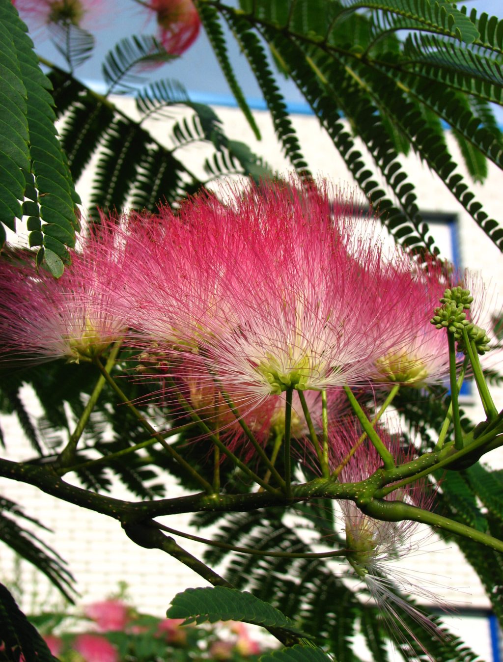 Creëer een Tropische Oase: Exotische Planten voor uw Tuin