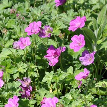 Ontdek de Diversiteit van Geranium Soorten als Vaste Planten