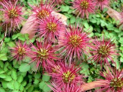 Prachtige Groenblijvende Lage Planten voor Een Groene Tuinluxe