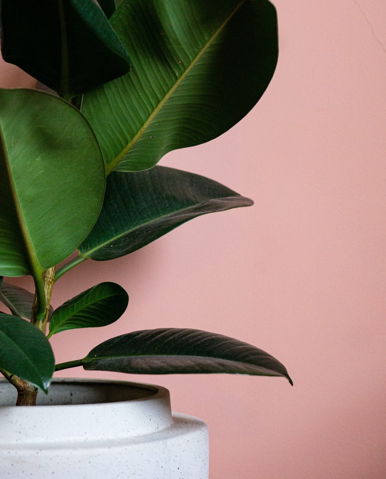 Ontdek de Pracht: De Mooiste Planten voor Binnen in uw Interieur